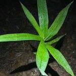 Arundinaria gigantea Leaf