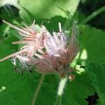 Pelargonium vitifolium 果実