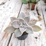 Graptopetalum paraguayense Folha