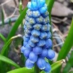 Muscari botryoides Flor