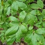 Rhododendron arborescens Φύλλο