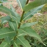 Asclepias syriaca 葉