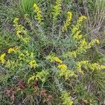 Solidago nemoralis Habit