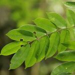 Afzelia pachyloba Hoja