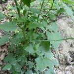 Lactuca muralis Feuille