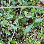 Commiphora madagascariensis Leaf