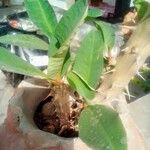 Euphorbia milii ᱥᱟᱠᱟᱢ