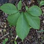 Sauromatum venosum Leaf