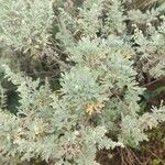 Artemisia thuscula Leaf