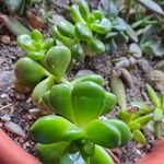 Sedum hernandezii Foglia