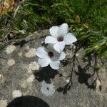 Linum tenuifolium Natur