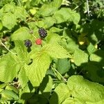 Rubus occidentalis List