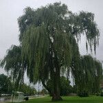 Salix babylonica Hábito