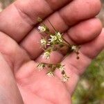 Juncus tenuis Flower
