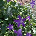 Campanula garganica Flor