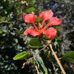 Bauhinia galpinii Flower