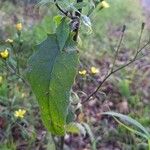 Lapsana communis Blatt