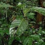 Psychotria alatipes Habitat