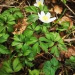 Anemone nemorosa Folha