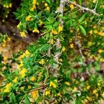 Berberis empetrifolia 樹皮