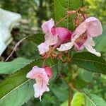 Impatiens glanduliferaফুল