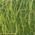 Scheuchzeria palustris Plante entière