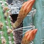 Cleistocactus spp. Virág