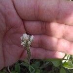 Antennaria neglecta Цветок