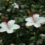 Hibiscus arnottianus Flor