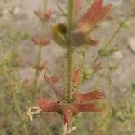 Salvia sharifii Flower