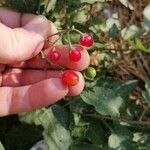 Solanum dulcamaraFruchs