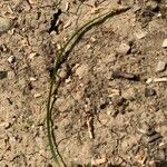 Carex caryophyllea Leaf