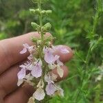 Teucrium canadense Květ