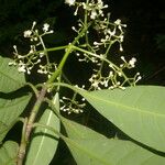 Chrysochlamys glauca Hoja
