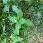 Ageratum conyzoidesFlors