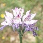 Neotinea tridentata Flor