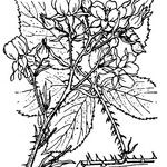 Rubus semicarpinifolius Outro