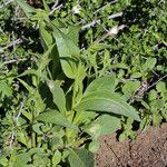 Nicotiana quadrivalvis Hàbitat