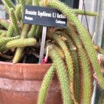 Aporocactus flagelliformis Leaf