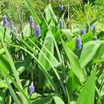 Pontederia cordata Hábito