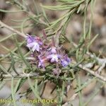 Campylanthus salsoloides Otro