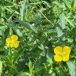 Ludwigia peruviana Flor