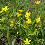 Ranunculus alismifolius Habit
