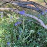 Phacelia distans Leht