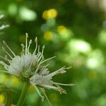 Sanicula europaea Blomst