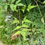 Nandina domestica Leaf