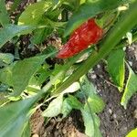 Capsicum chinense Fruto