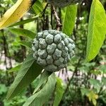 Annona squamosa Φρούτο
