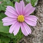 Cosmos bipinnatus Floare