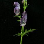 Aconitum poluninii Yeri